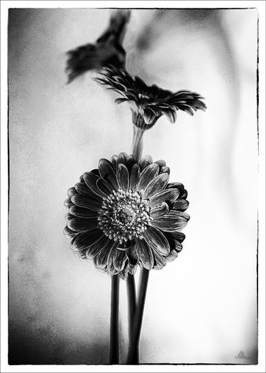 Original Floral Photography by Alla Simutina