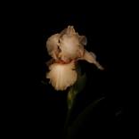 NYC Iris by Alex Gur