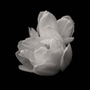 Print of Fine Art Floral Photography by Alex Gur