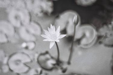 Water Lilies - Limited Edition of 10 thumb