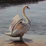 Sole swan standing on the sea shore on a sunny summer day