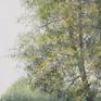 A hazy morning on the banks of a pond in the woods
