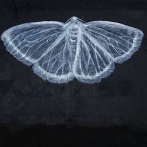Collection Fragile: Moths