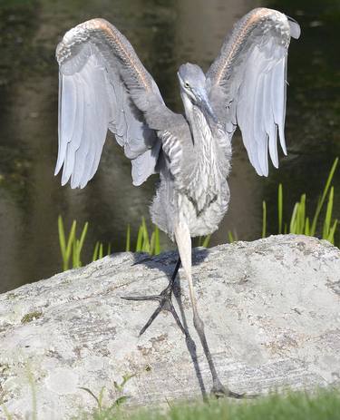 Print of Figurative Animal Photography by Catherine Noren