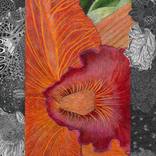 SC Orchid by Lisa Goesling
