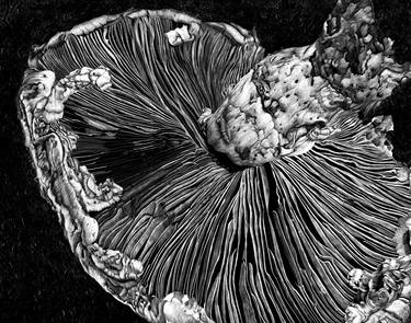 Original Realism Nature Drawings by Lisa Goesling