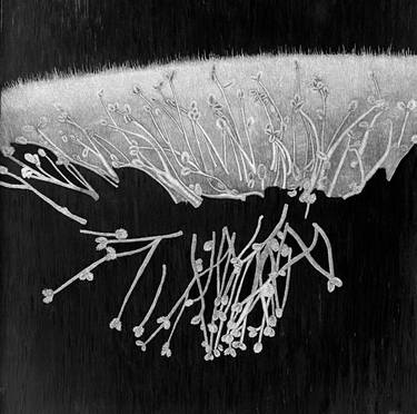 Original Abstract Expressionism Abstract Drawings by Lisa Goesling