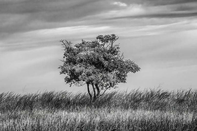 Original Black & White Nature Photography by Michael Barath