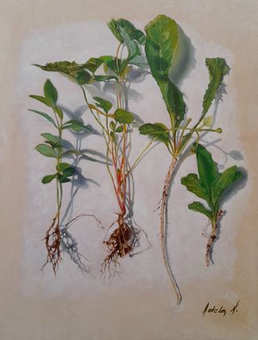 Original Realism Botanic Paintings by Adela V