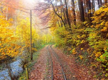 Railroad in forest thumb