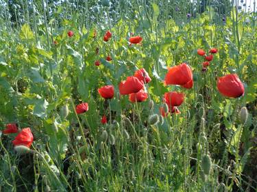 Poppies 2 thumb