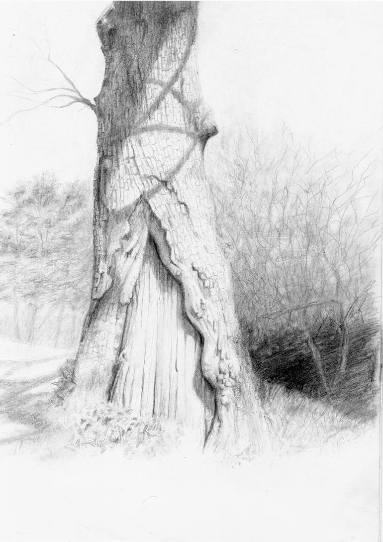 Ancient Oak, Dartmoor Drawing by Anne Dexter