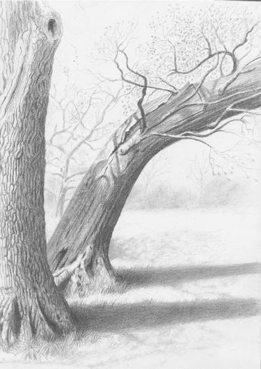 Print of Tree Drawings by Anne Dexter