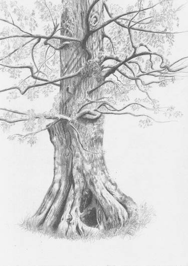 Print of Tree Drawings by Anne Dexter