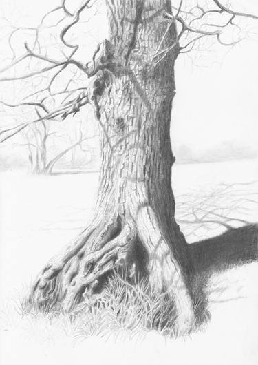 Ancient Oaks No.3, Filham Park, Devon thumb