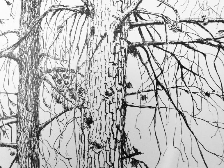 Original Fine Art Nature Drawing by Alfonso Pastor Juan