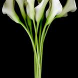 Bouquet Still Alive White by Albert Delamour