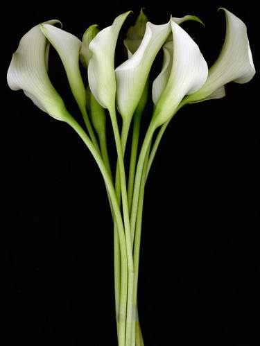 Original Art Deco Floral Photography by Albert Delamour