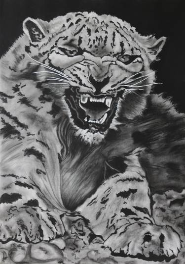 Snow Leopard Drawing By Attila Nagy Saatchi Art