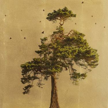 Original Fine Art Botanic Collage by Robert Pereira Hind