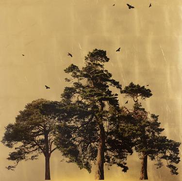 Arboretum Pinus In Excelsis III thumb