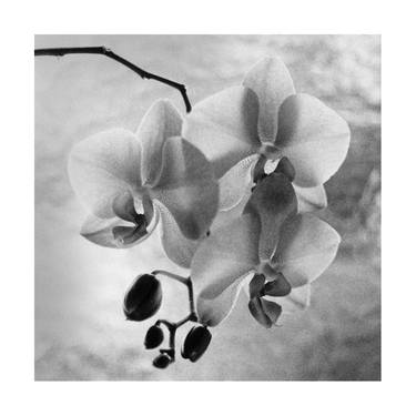 Orchid 1 - Limited Edition 1 of 7 thumb