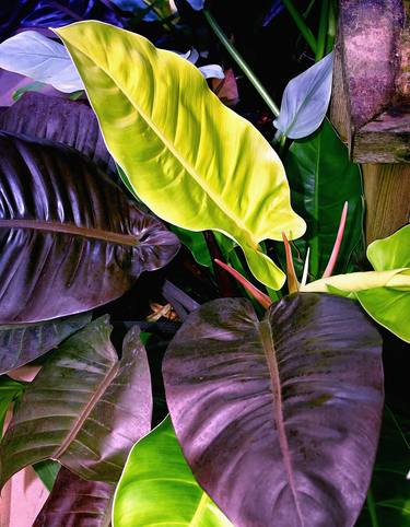 PHILODENDRON PLANT DISCO Palm Springs CA thumb