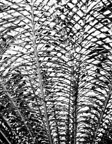 Original Black & White Abstract Photography by William Dey