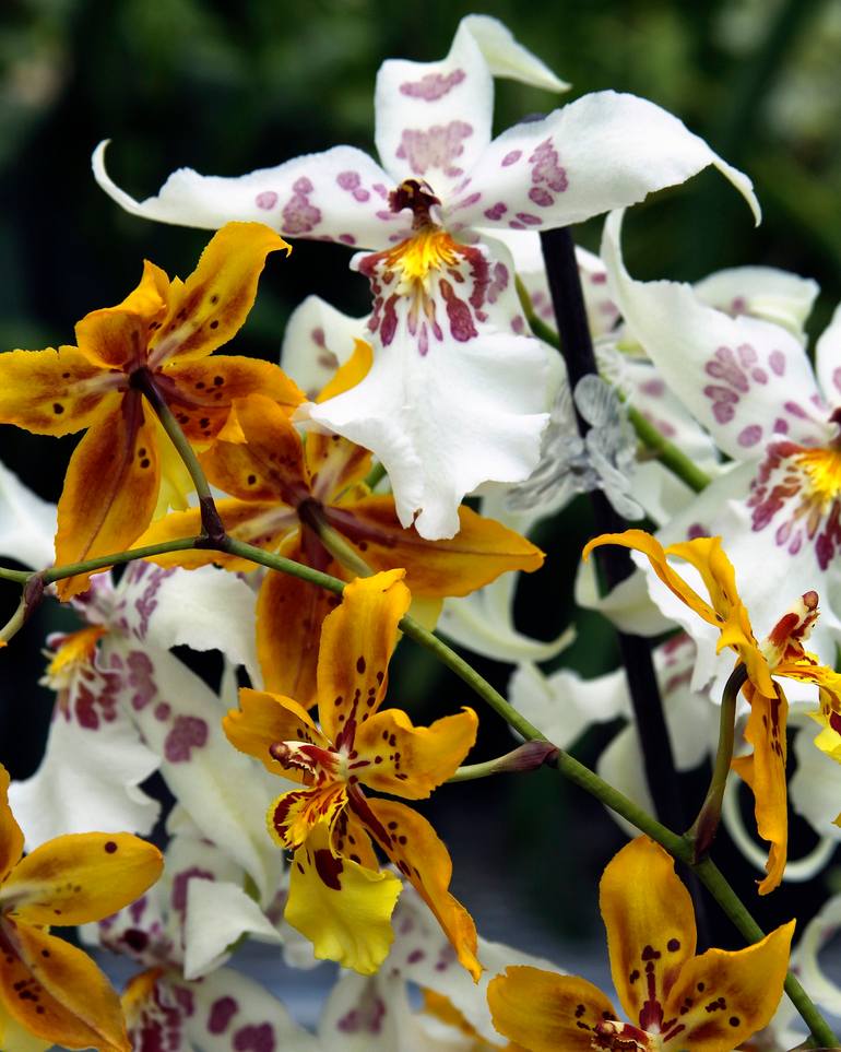 Original Floral Photography by William Dey | Art Deco Art on Paper | WHITE GOLDEN ORANGE QUARTZ ORCHIDS Landers CA