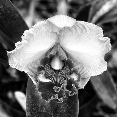 Print of Fine Art Floral Photography by William Dey