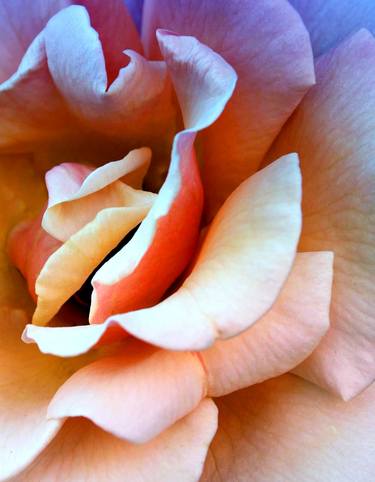 Original Fine Art Floral Photography by William Dey