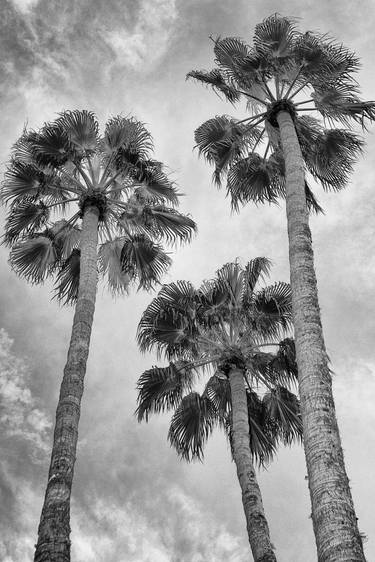 UNDER THE PALMS Palm Springs CA - Limited Edition of 21 thumb