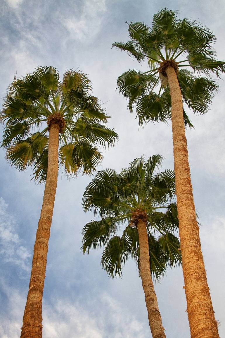 tumblr photography palm trees