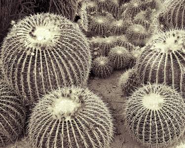 CACTI OF THE BEHOLDER Desert Hot Springs CA - Limited Edition of 21 thumb