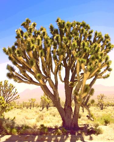 BENEATH THE PAINTED SKY Joshua Tree National Park CA - Limited Edition of 21 thumb