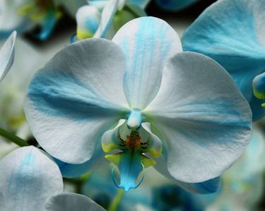 BLUE BOW ORCHID Landers CA - Limited Edition of 21 thumb