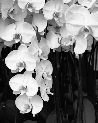 Original Art Deco Floral Photography by William Dey