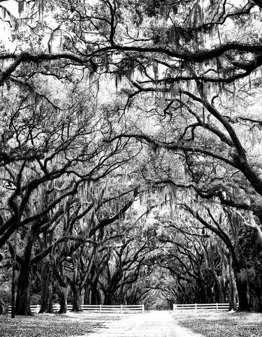 WHERE TREES MEET Savannah GA thumb