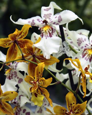 GOLDEN AND WHITE ORCHIDS Landers CA thumb