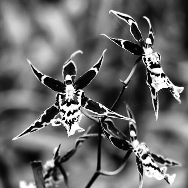 THE CHRISTMAS SPIDER ORCHIDS Landers CA thumb