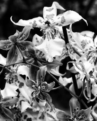 Original Art Deco Floral Photography by William Dey