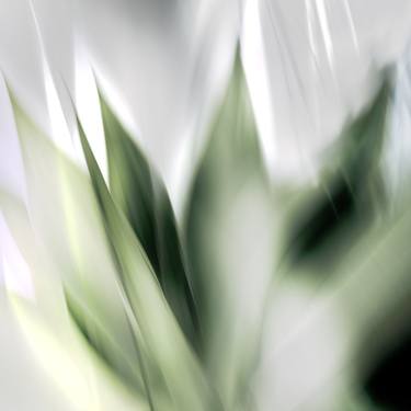 Original Fine Art Floral Photography by Stephan Ach