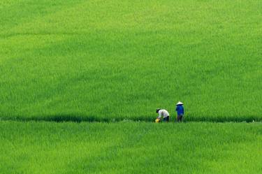 Rice fields - Limited Edition #1 of 10 thumb