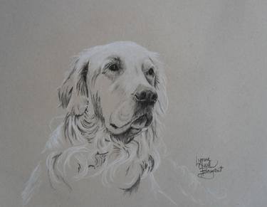 Original Fine Art Dogs Drawings by Lynne Bryant