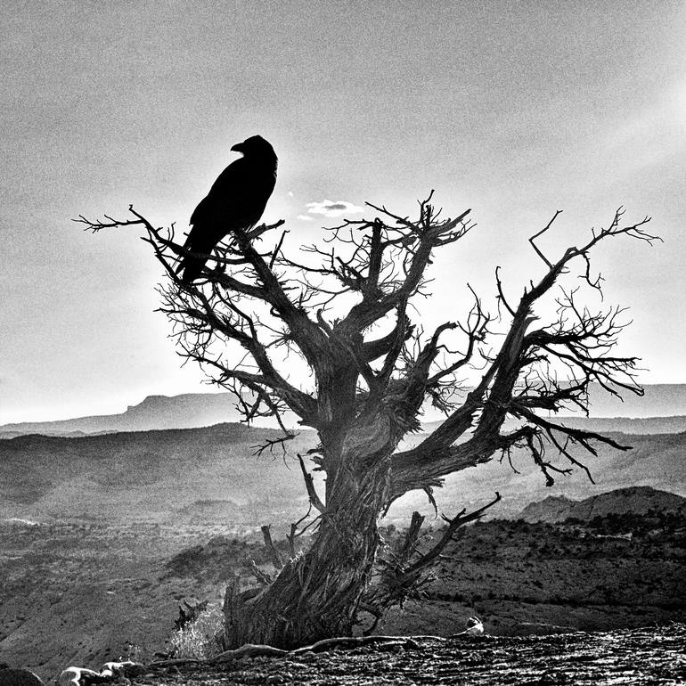 The Black bird in Nevada (Limited Edition 2/20) - Print