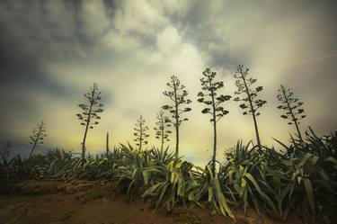 Print of Landscape Photography by Hélène Vallas Vincent