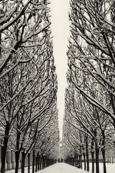 Snow's tree inParis - Limited Edition 4 of 20 image