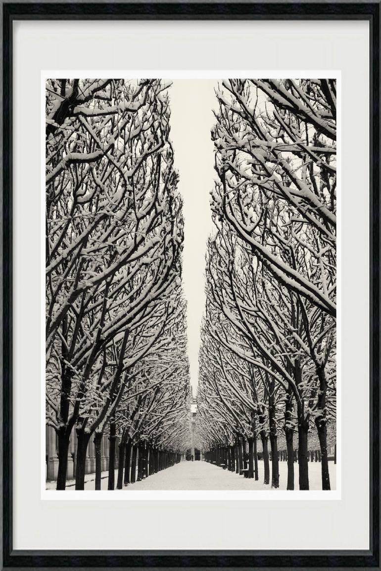 Original Figurative Tree Photography by Hélène Vallas Vincent