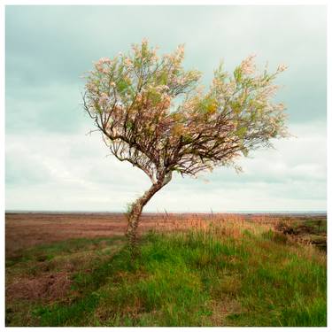 Original Impressionism Tree Photography by Hélène Vallas Vincent