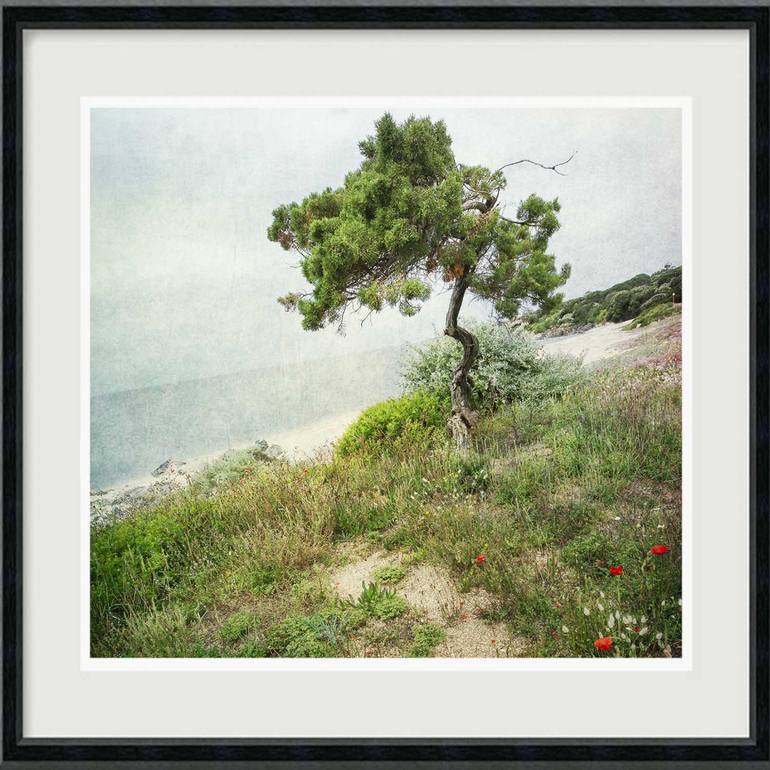 Original Fine Art Tree Photography by Hélène Vallas Vincent